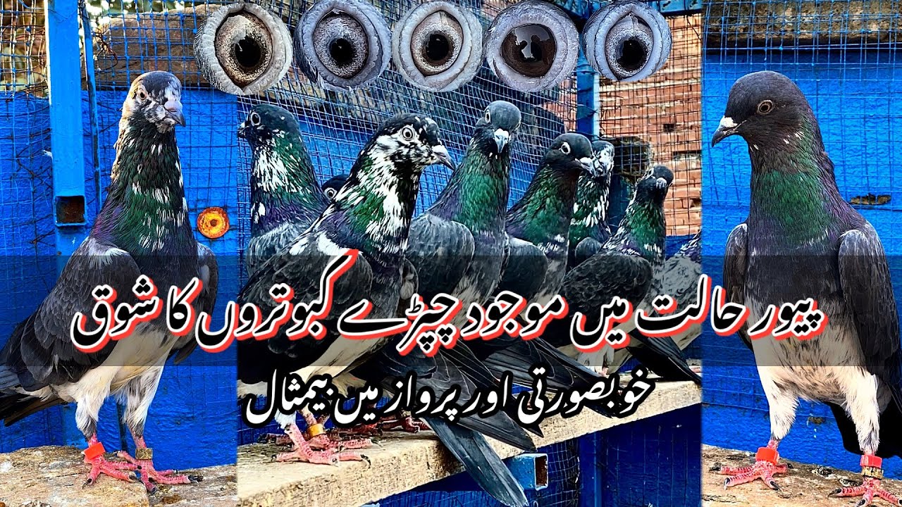 پیور حالت میں موجود چپڑے کبوتروں کا شوق ||خوبصورتی اور پرواز کے بادشاہ 