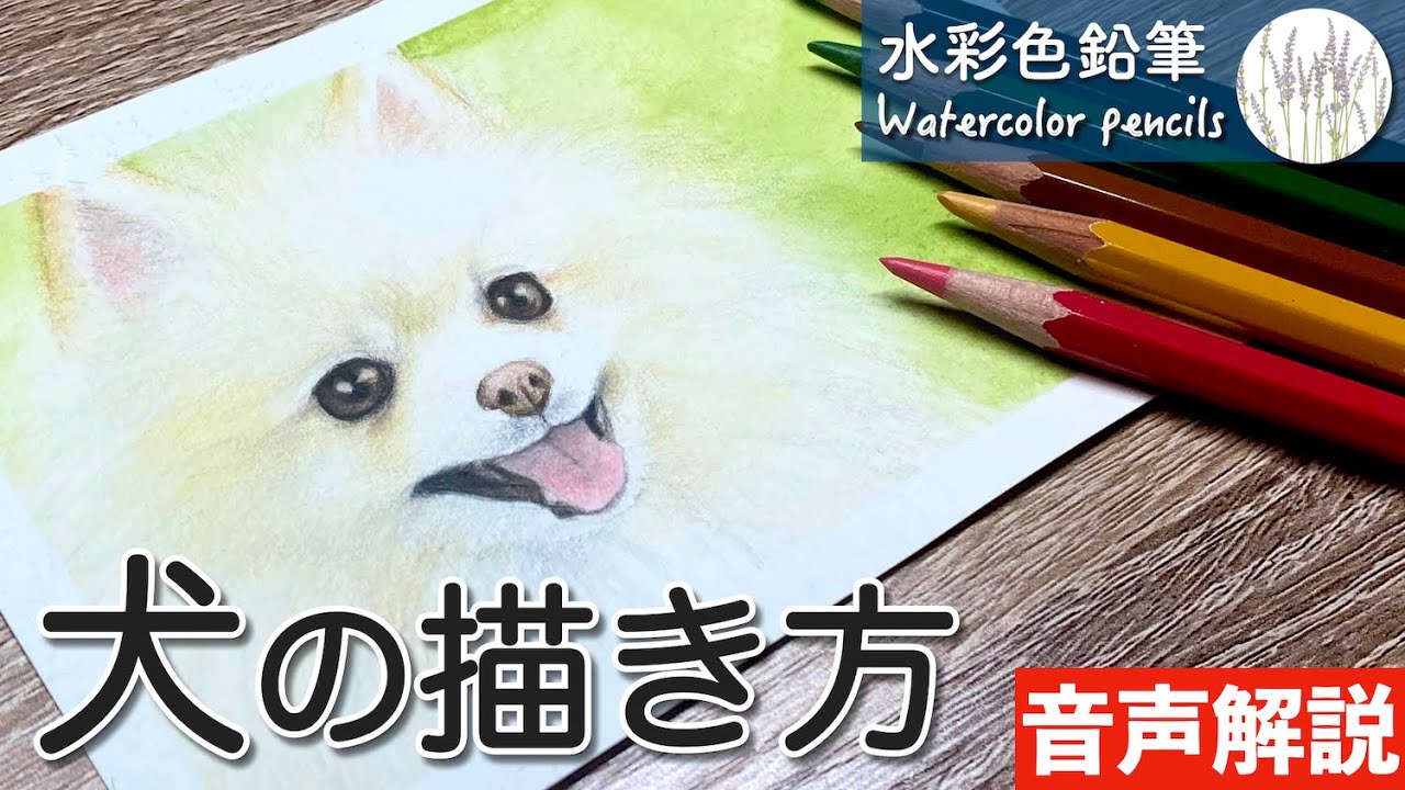 【水彩色鉛筆】犬(ポメラニアン)の描き方 How to draw a dog | Watercolor pencils