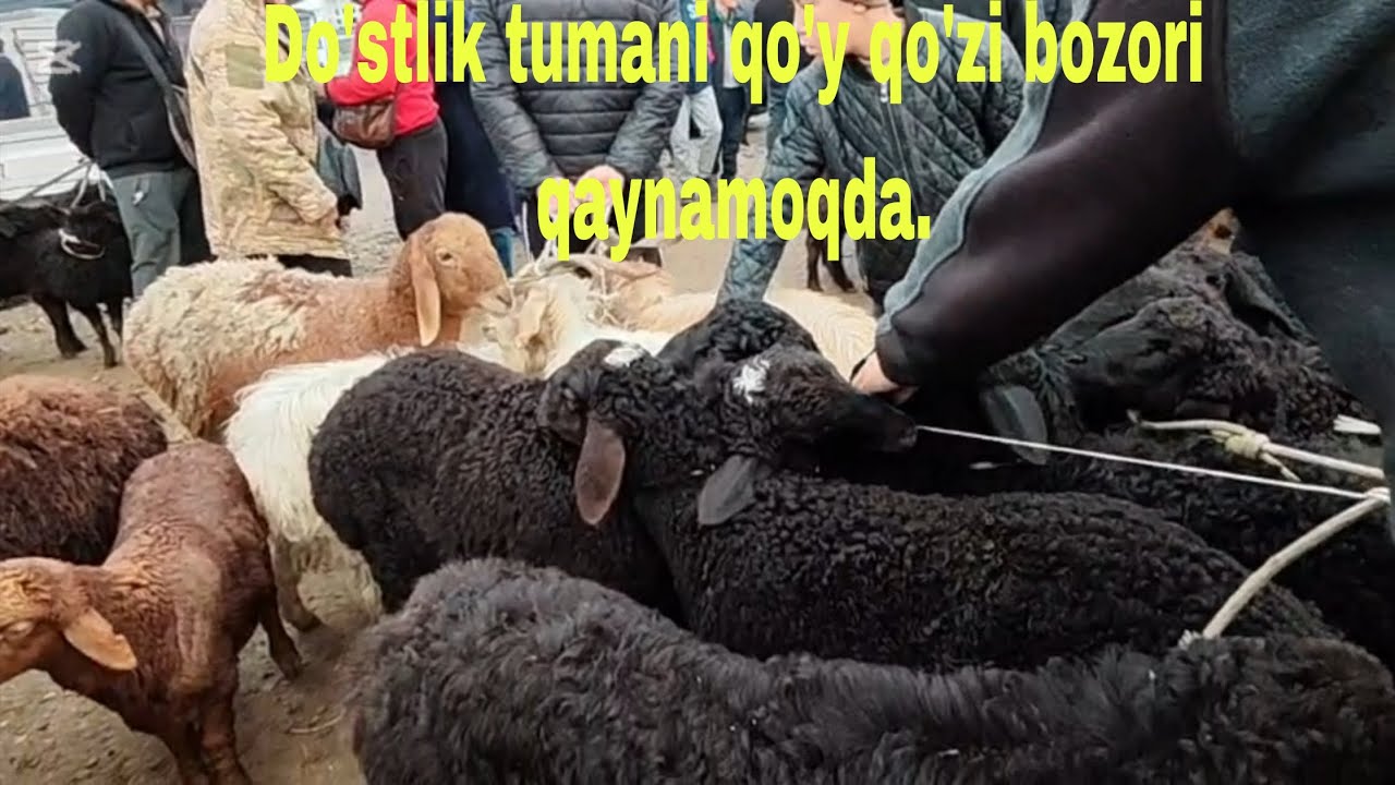Jizzah v Do'stlik tumani qo'y bozori 