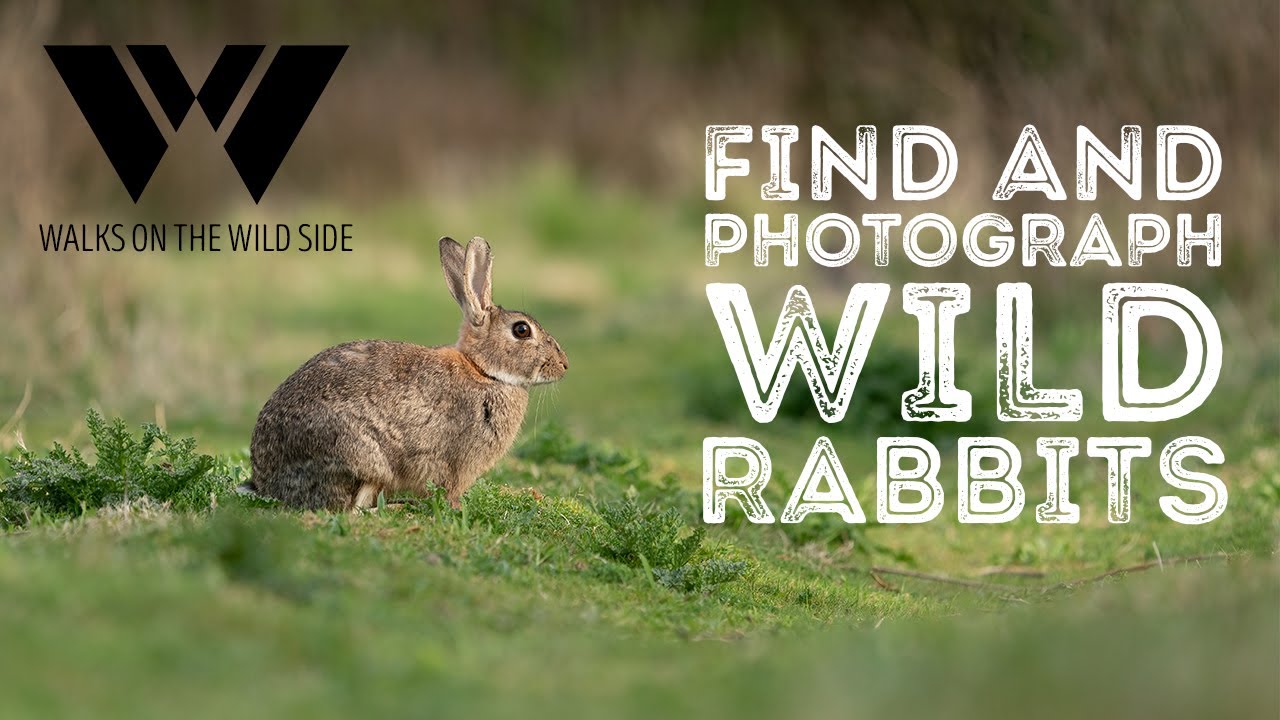 How to find and photograph wild rabbits
