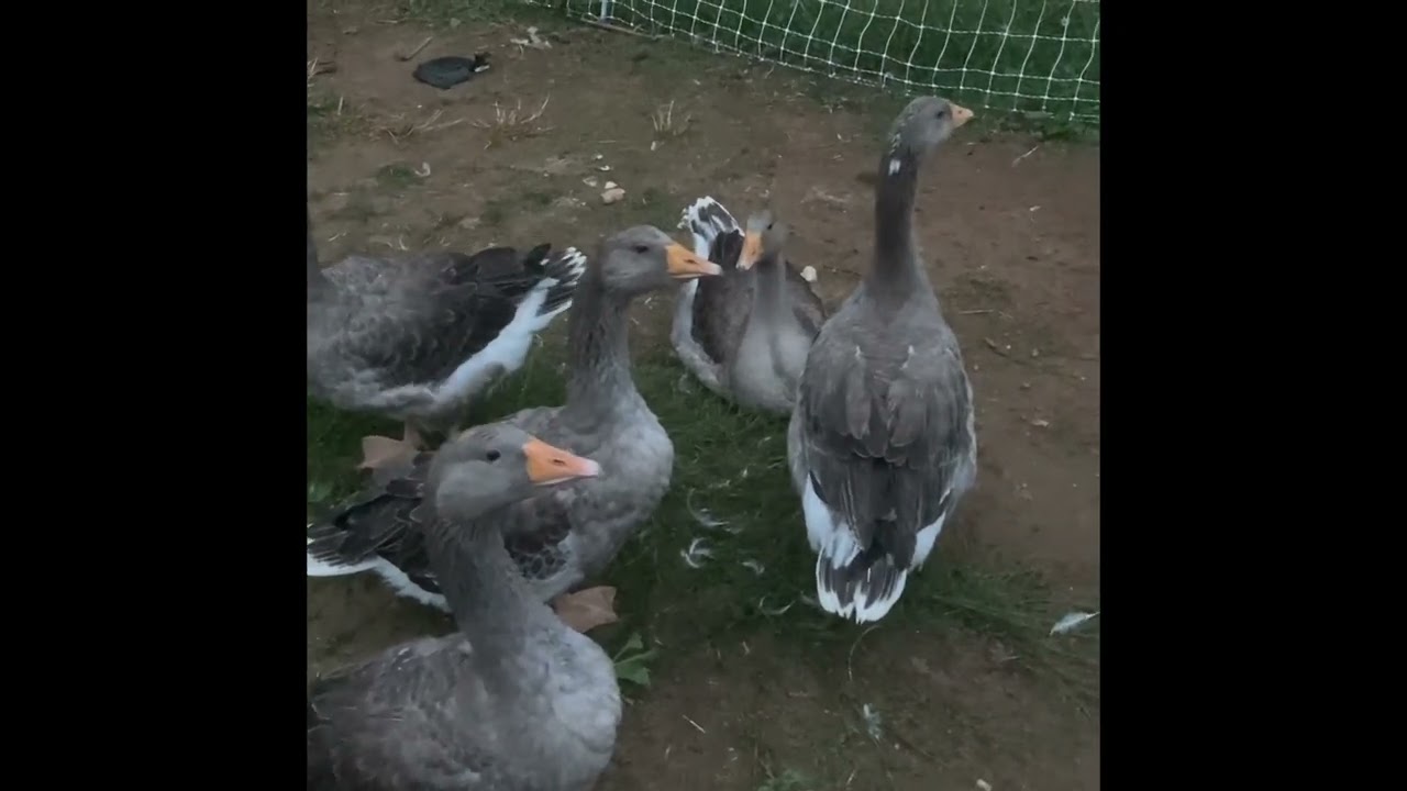 Toulouse Geese