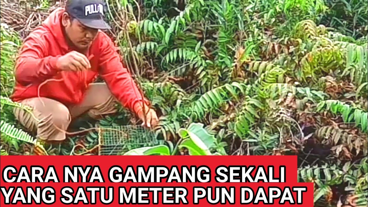 cara pasang bubu ikan lele - mudah dan dapat banyak