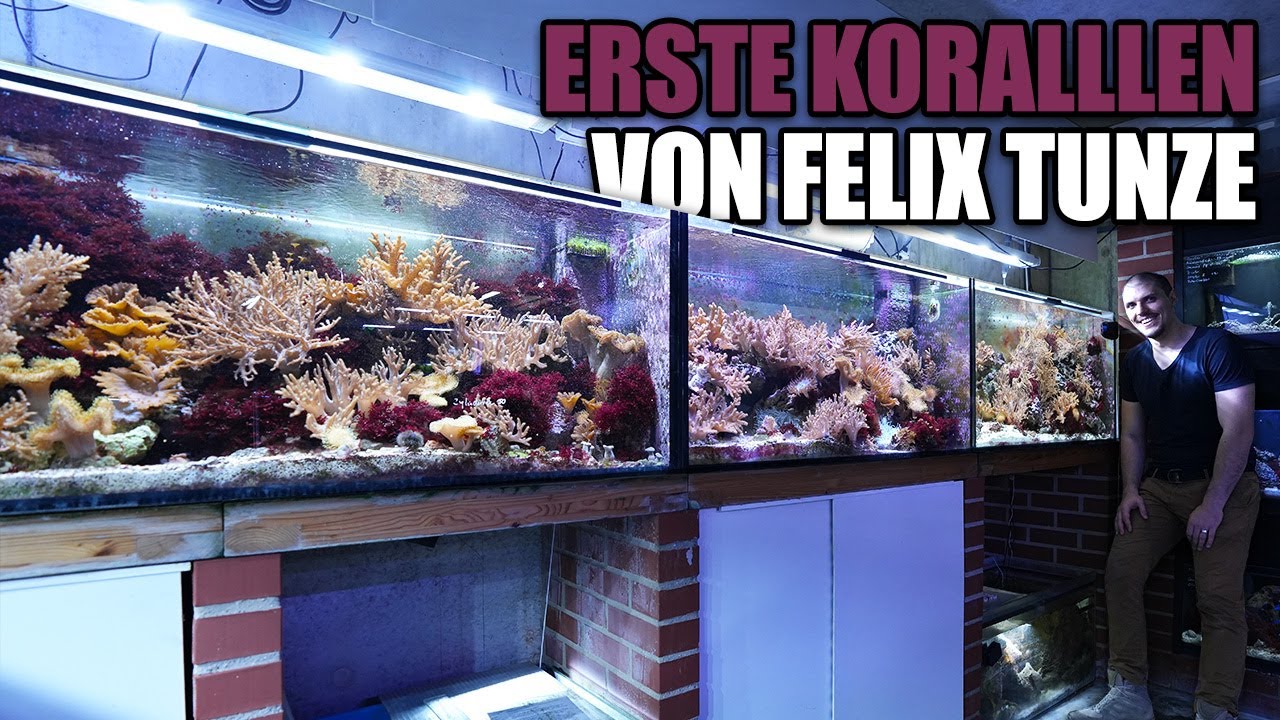 Das sind die ERSTEN KORALLEN von FELIX TUNZE!