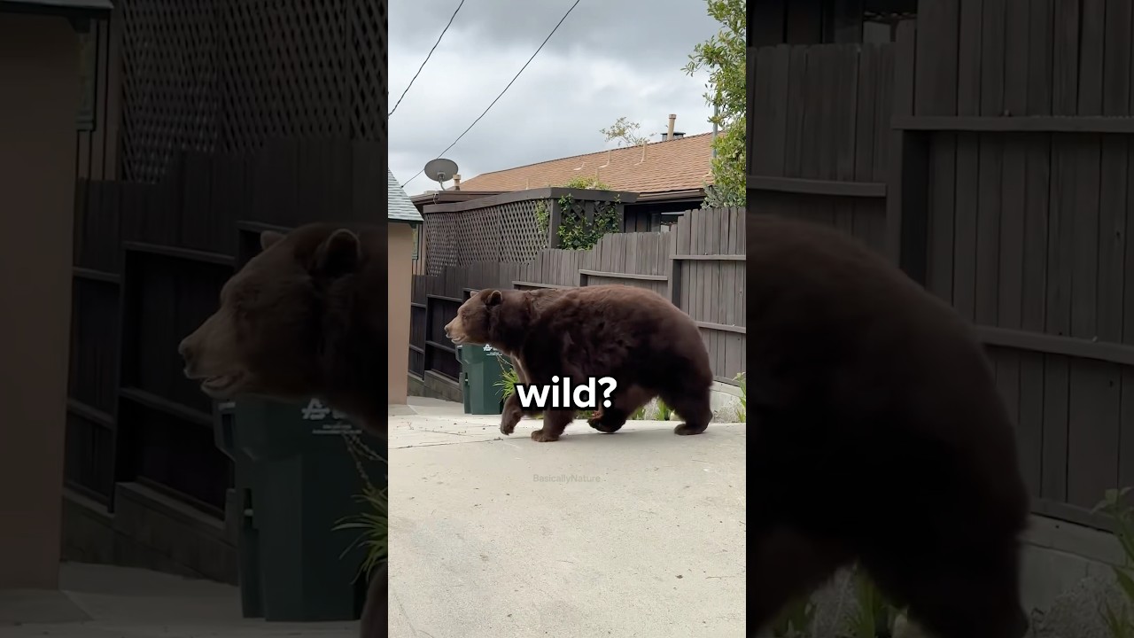 What Should You Do if You Encounter a Bear? 😳