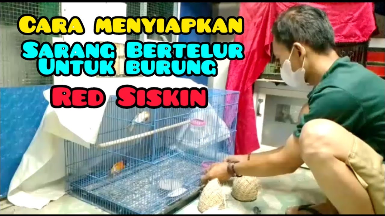 Cara mempersiapkan sarang Bertelur Burung Red siskin ‼️ Animal Vidio 