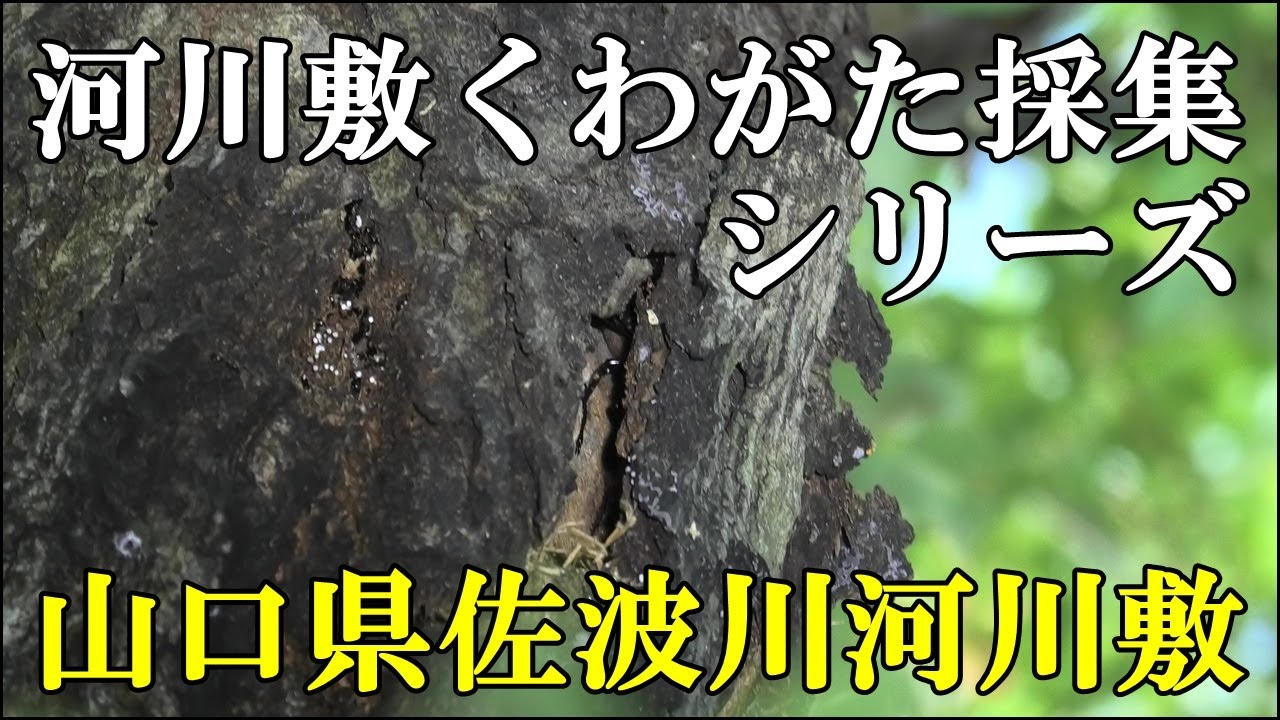 河川敷クワガタ採集 山口県佐波川河川敷
