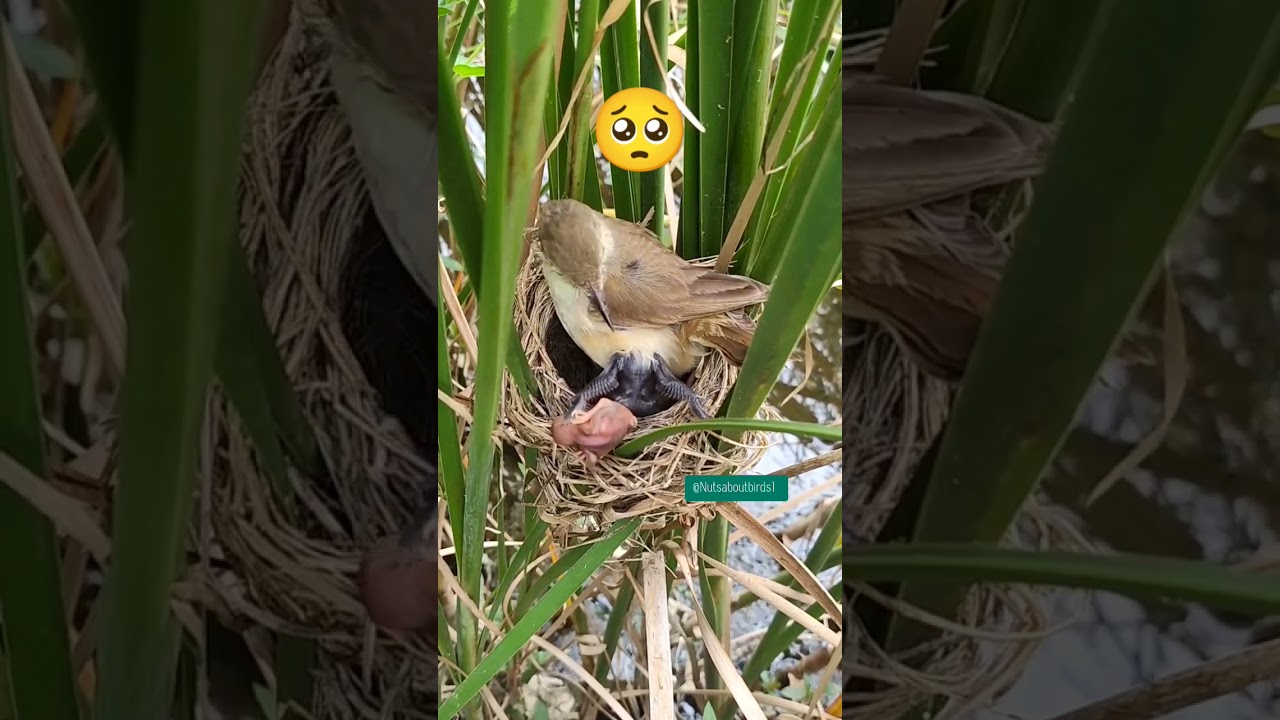 Cuckoo chicks are throwing the chicks out of the nest #nature #shorts #cuckoo