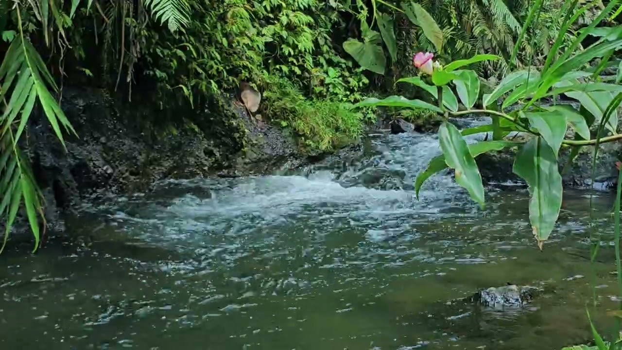 Gentle River Flow in Tropical Forest 🌊 Pure Nature Sounds for Sleep (4K)