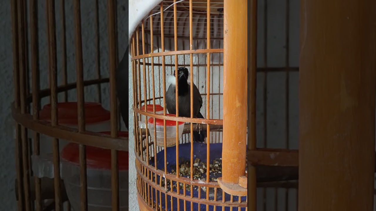 Giọng khứu mồi kích chim tập hót