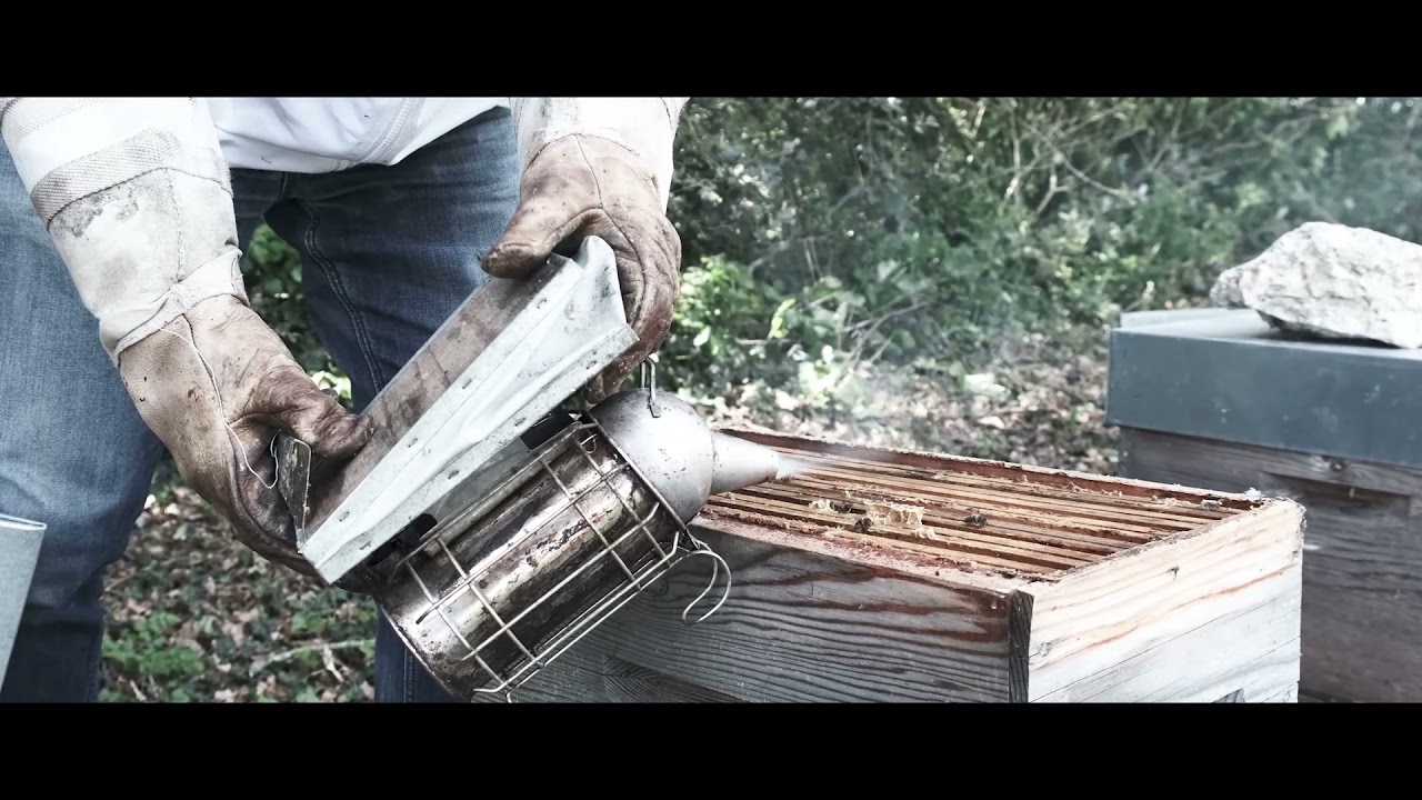 Apiculture, enfumage des abeilles et récolte du miel à Manon .