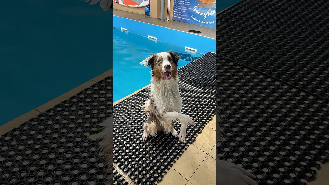 Тренировка по плаванию #aussie #dog #youtube #youtubeshorts #аусси #догблогер #ауссихелли