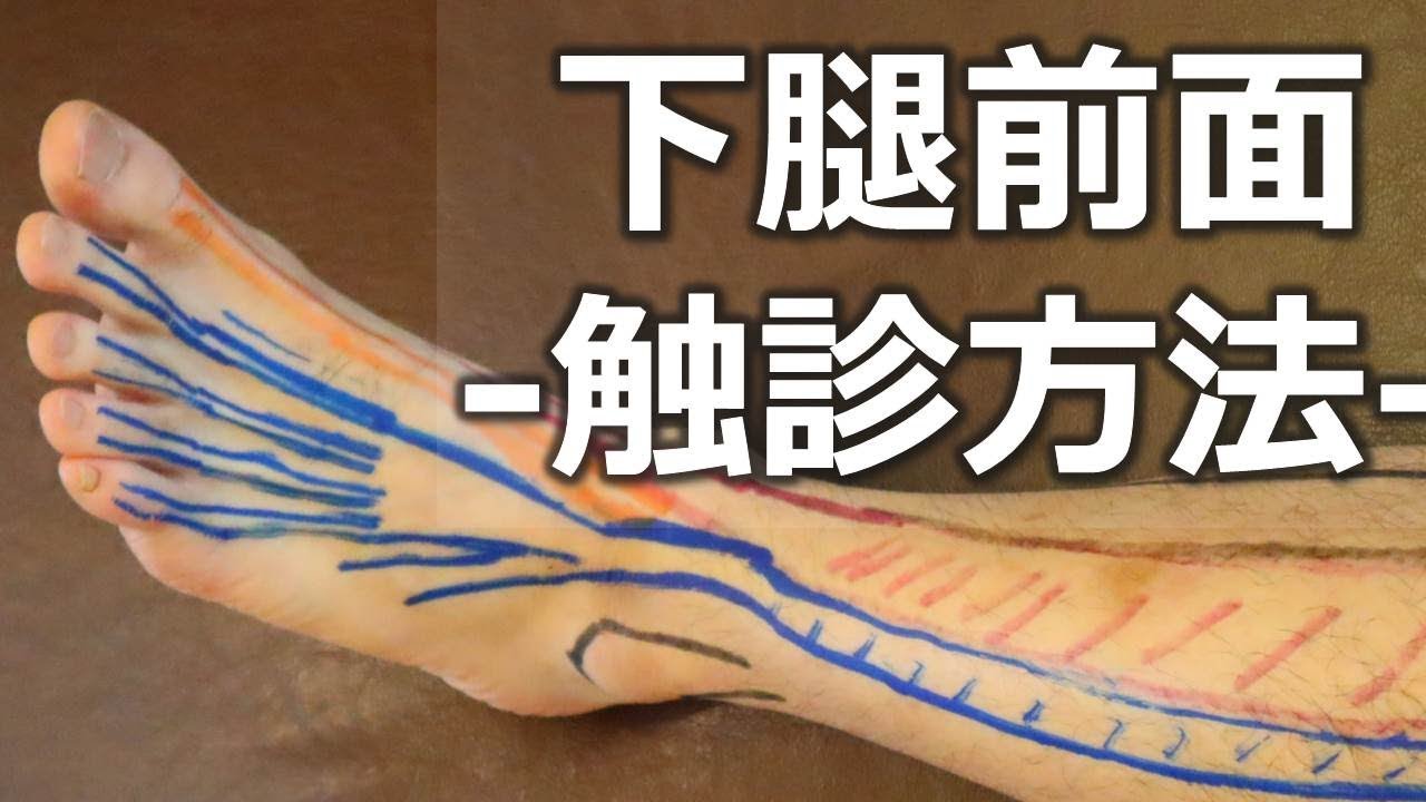 【下腿前面の筋肉の触診方法】長母趾伸筋・長趾伸筋・前脛骨筋編【ライブ】【長野市の整体Zen繕】