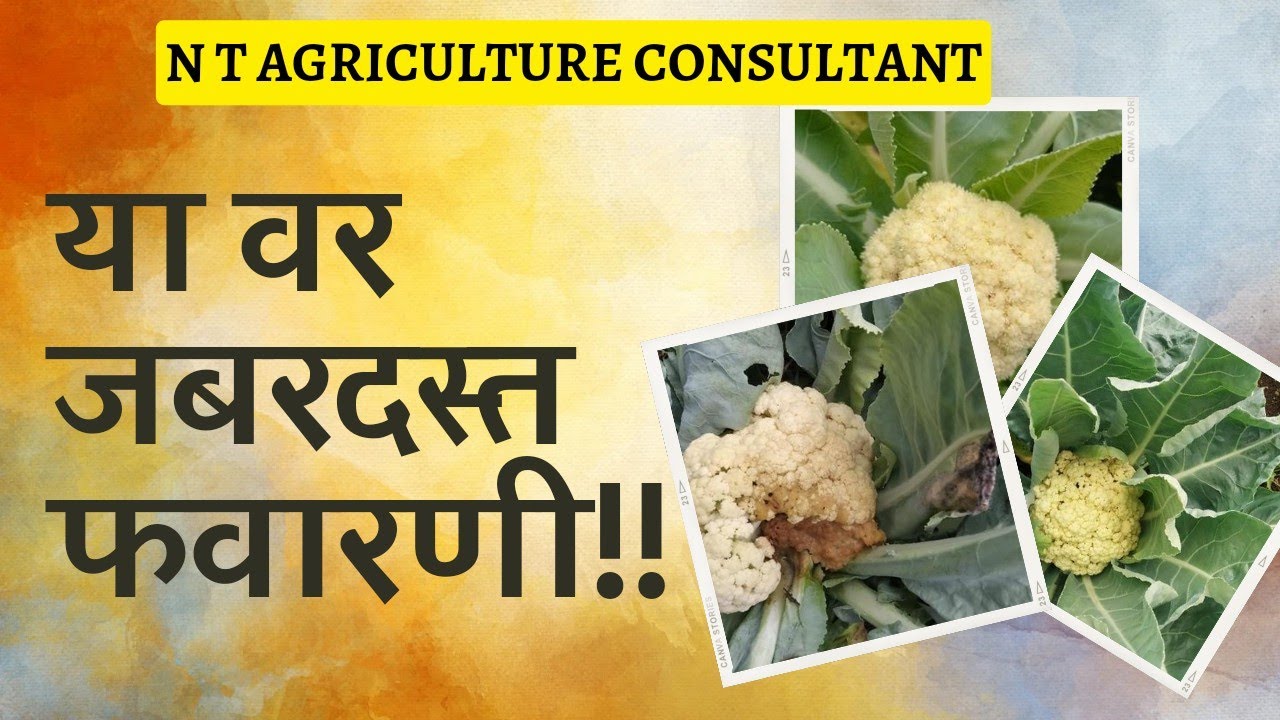 फ्लॉवर पिकावर घाण्या, तुरे निघणे यावर जबरदस्त फवारणी हिच करा?