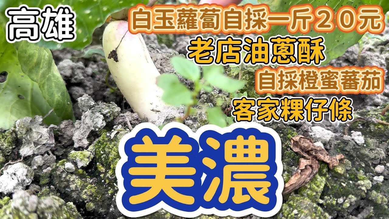 [高雄]自採橙蜜番茄、白玉蘿蔔！好山好水好美麗。適合全家一起出遊的客家村。#吉寶媽日常#高雄美濃#客家美食#白玉蘿蔔#採番茄#觀光果園