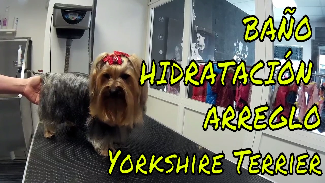 BAÑAR Y ARREGLAR A  YORKSHIRE TERRIER -BATH YORKSHIRE TERRIER