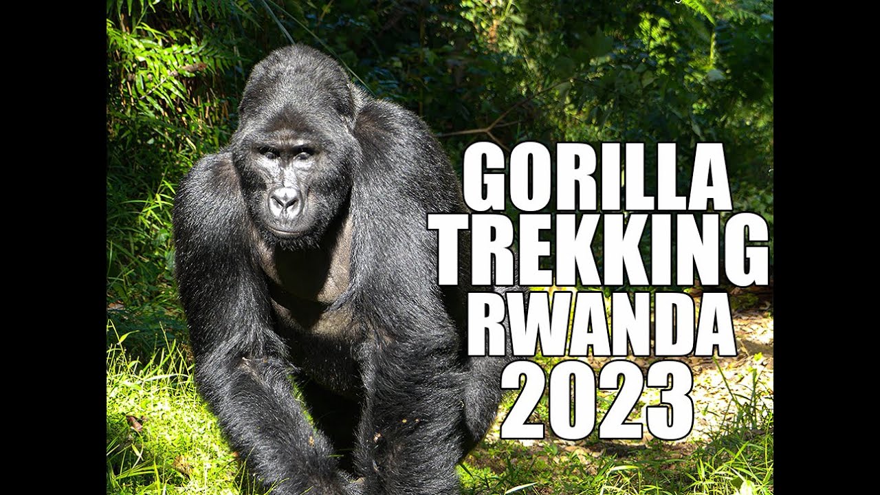 MOUNTAIN GORILLA TREKKING IN RWANDA-Life of a silverback gorilla in Volcanoes national park.