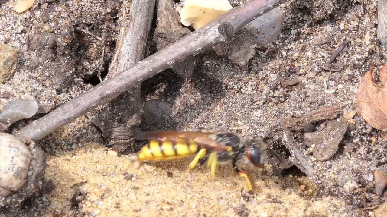 Naturpark Barnim - Schülerfilmprojekt - Bienenwolf