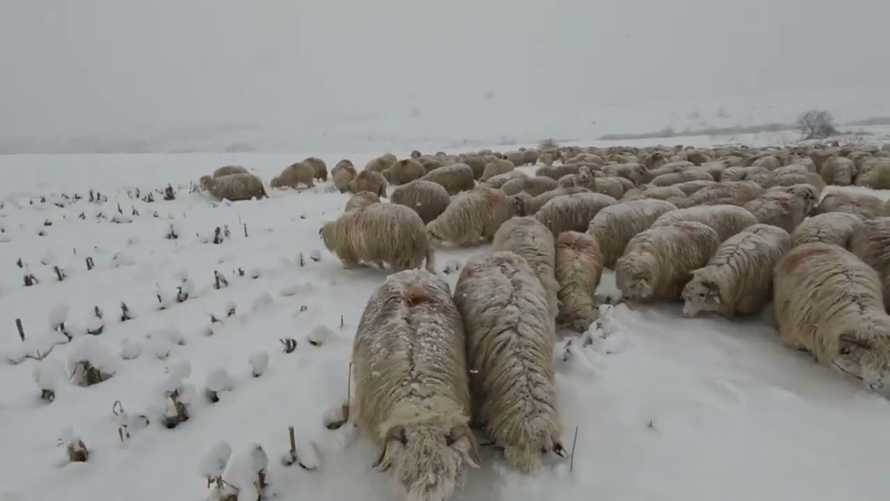 Păscutul Oilor pe Tocătură Iarna .Pastorul Costel din CORVINESTI 