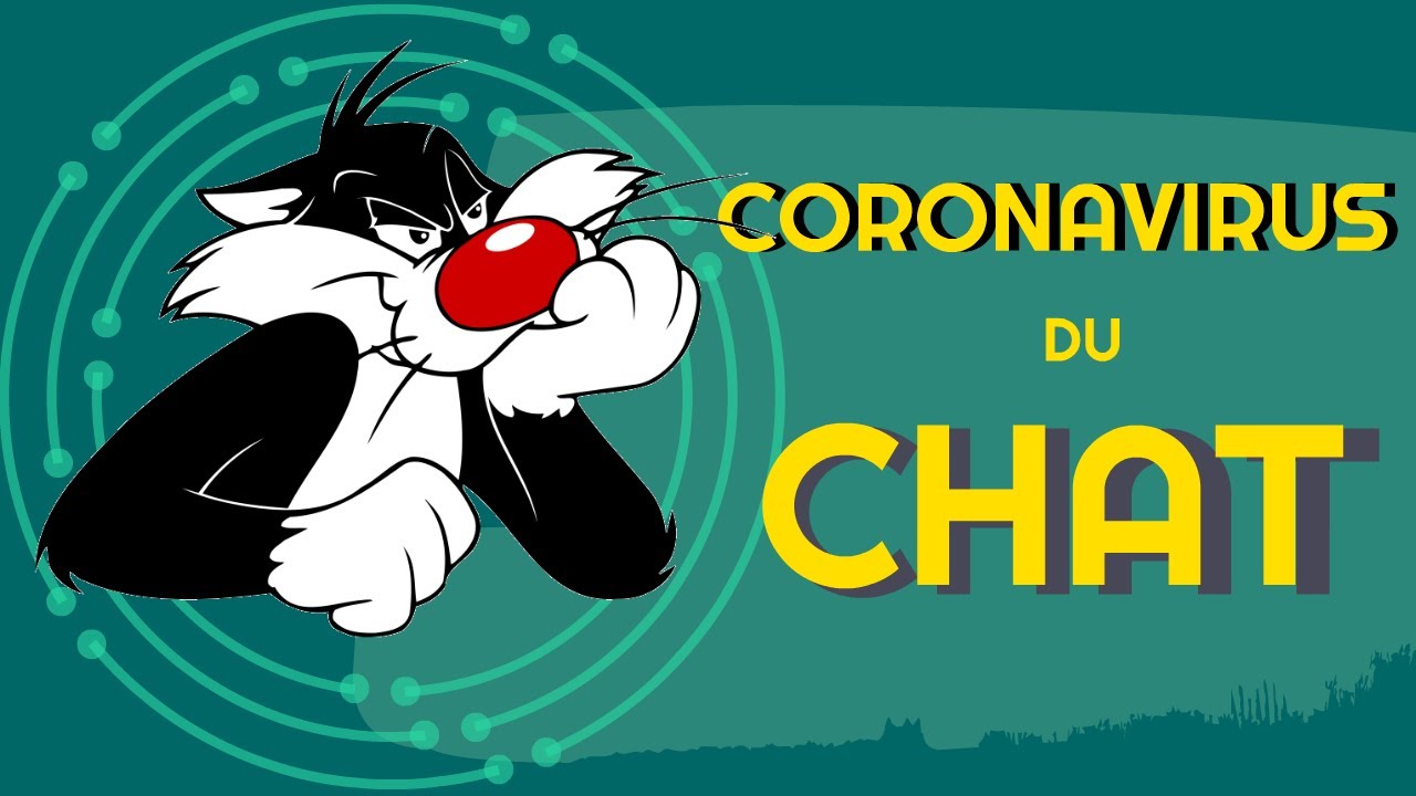 Coronavirus du chat (la PIF)