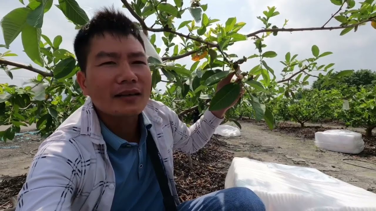 Kỹ thuật trồng ổi ở Đài Loan làm nên thương hiệu ổi giòn đài Loan