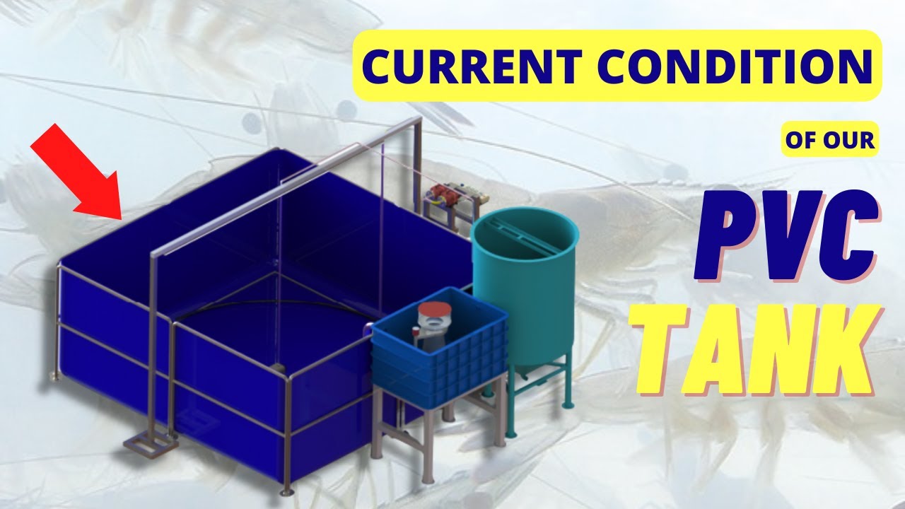 ENG & MALAY SUB) Is There a Better Tank than PVC Tank?