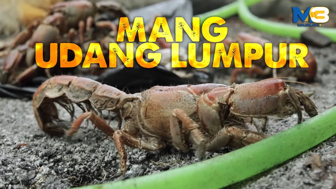 [CLIP] Majalah 3 (19 Jan 2026): Mang Udang Lumpur | Tonton