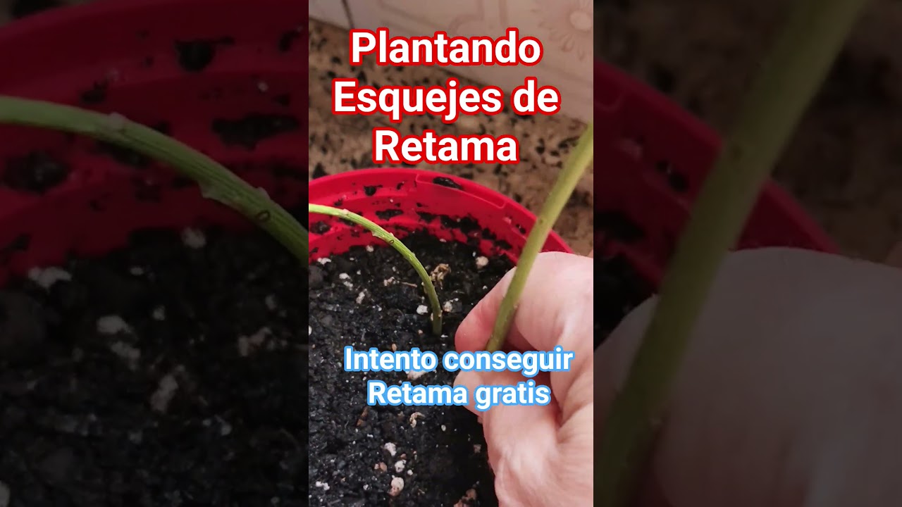 C&oacute;mo reproducir Retama/Multiplicar Retama por esquejes/Retama de Flor/Retama de Flores amarillas