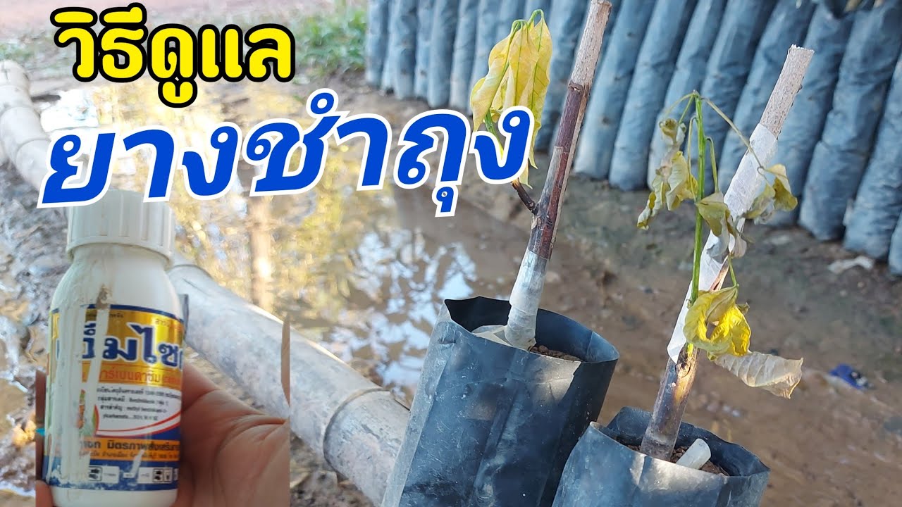วิธีดูแลรักษายางชำถุง | DEAW CHANNEL