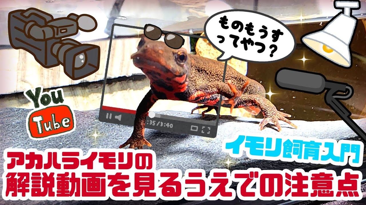 イモリ飼育解説動画を見るうえでの注意点【イモリ飼育入門】 #ゆっくりアカハライモリ日記 143