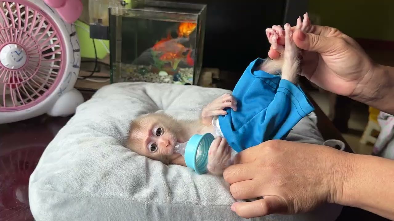 Hello little boy 