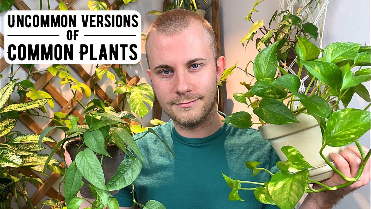 Uncommon Versions Of Common Houseplants