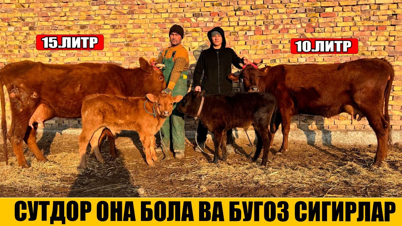 ФЕРМА ХОНАДАН СУТДОР ОНА БОЛА ВА БУГОЗ СИГИРЛАР 28-01-2026
