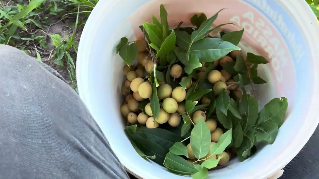 Frutas nativas pitomba, mangaba e cambuí você conhece essas frutas 