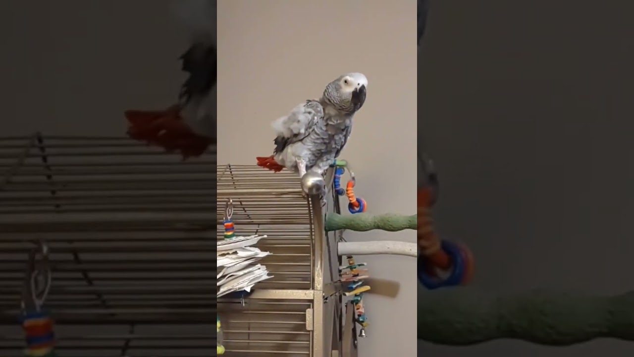 Nanny Is Busted 🤣 #talkingparrot #parrot #birds #funnyanimal #funny #funnybird #cuteanimals #cosmo