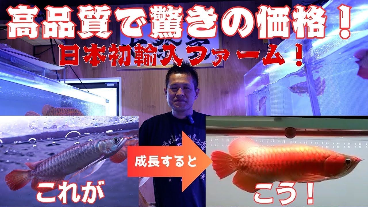 【ショップ訪問】日本初輸入アロワナファーム #アクアリウム #アロワナ #アロワナ飼育  #アジアアロワナ #aquarium  #熱帯魚 #繁殖