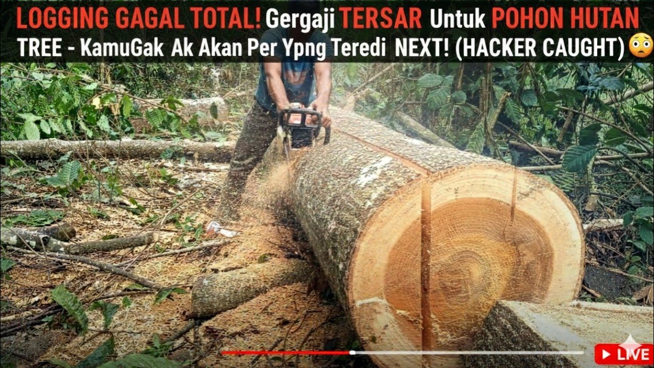 Gergaji mini mampu membelah pohon besar