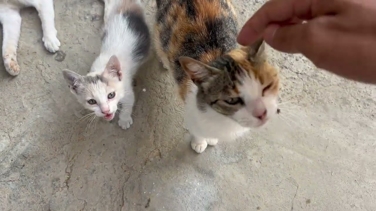 Pregnant calico cat, kitten and her mother are cute and hungry