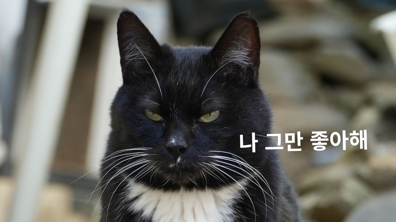 왜 다들 이 고양이를 좋아할까?