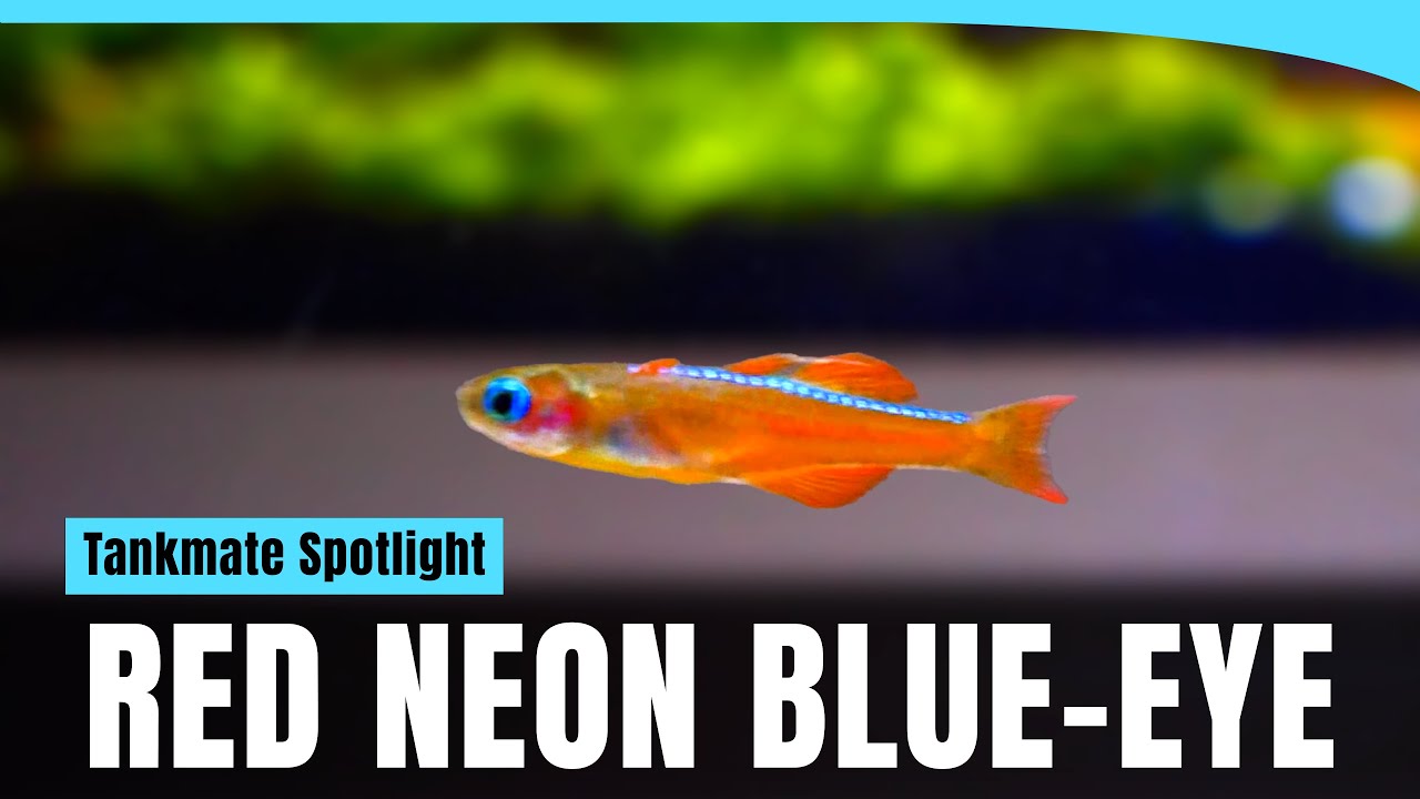Red Neon Blue Eye |  Nature’s Blue Illusion | Tankmate Spotlight