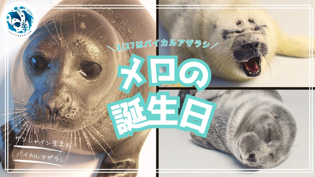 【誕生日】バイカルアザラシ「メロ」4歳の誕生日【サンシャイン水族館】