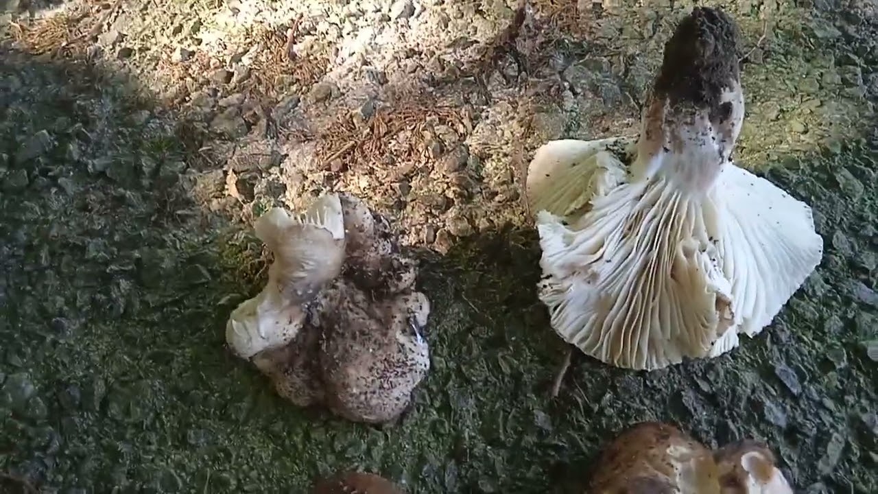 RUSSULA DENSIFOLIA
