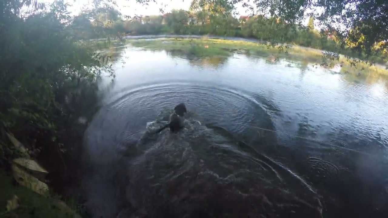 My Chocolate Lab Puppy Hector’s First Swim | Calm River Adventure