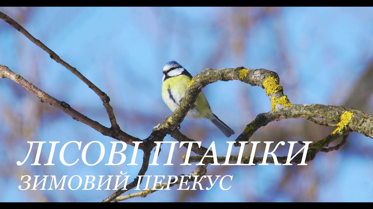 ЛЕСНЫЕ ПТАШКИ.  Зимний перекус