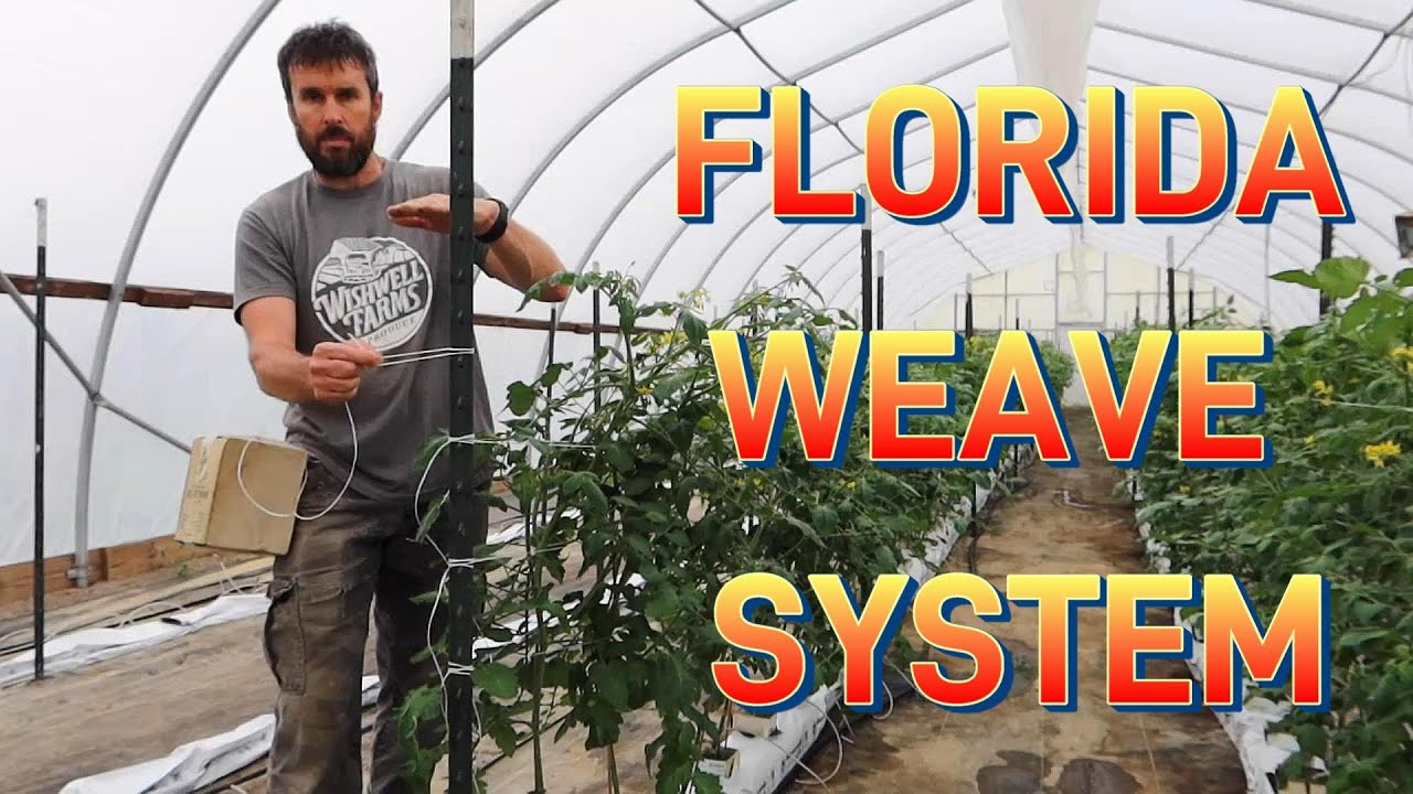 How to Trellis Your Tomatoes with the Florida Weave System