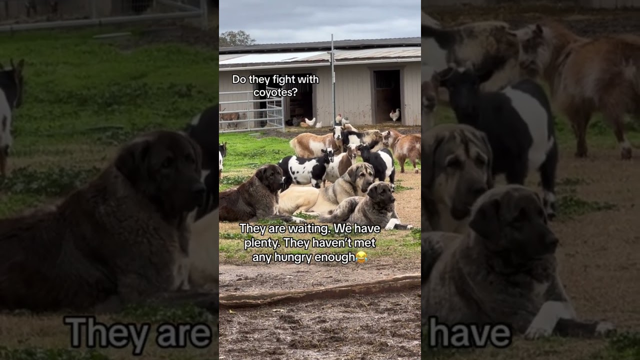 Do they get in fights with coyotes? #livestockguardiandog