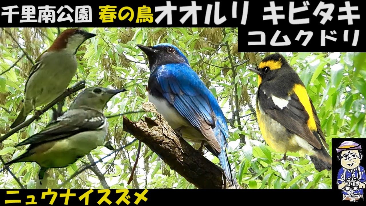 恐るべし！旅鳥と出会えた千里南公園！オオルリ、キビタキ、コムクドリ、ニュウナイスズメ、そしてお馴染みカワセミ、うっちー探検発見ほっとけん、Japanese Wild Birds、吹田市