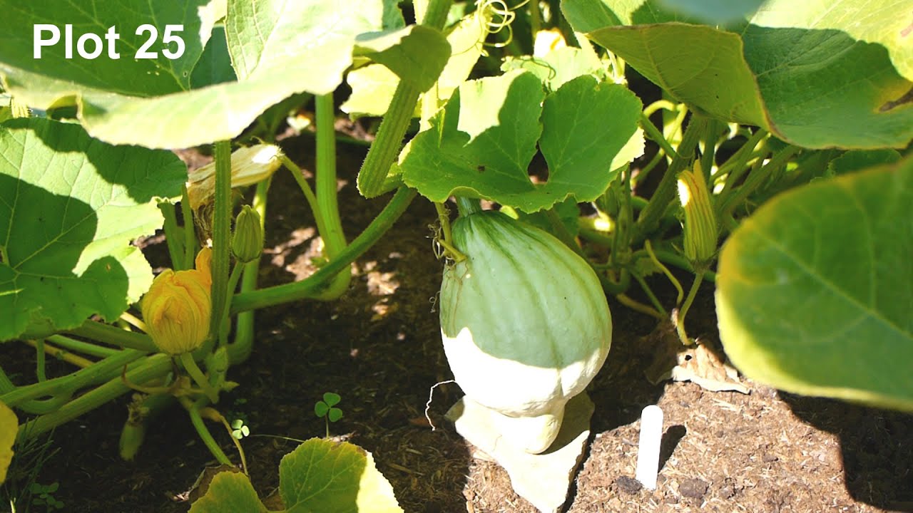 Vlog 30 - Our Allotment Adventures - 