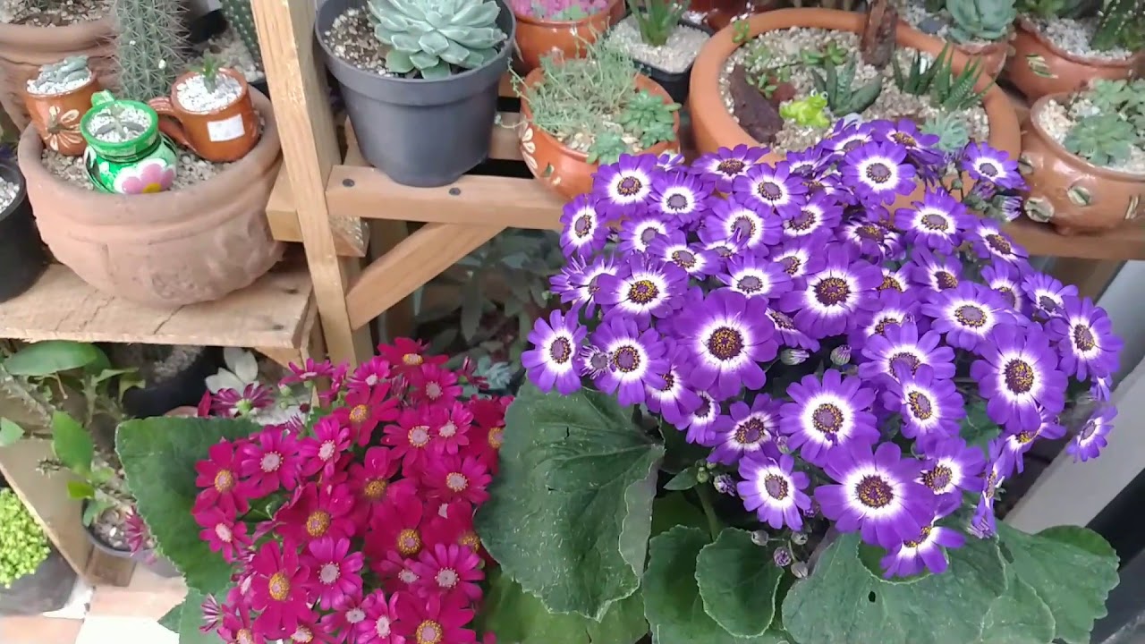 Cineraria o Senecio Cruentus