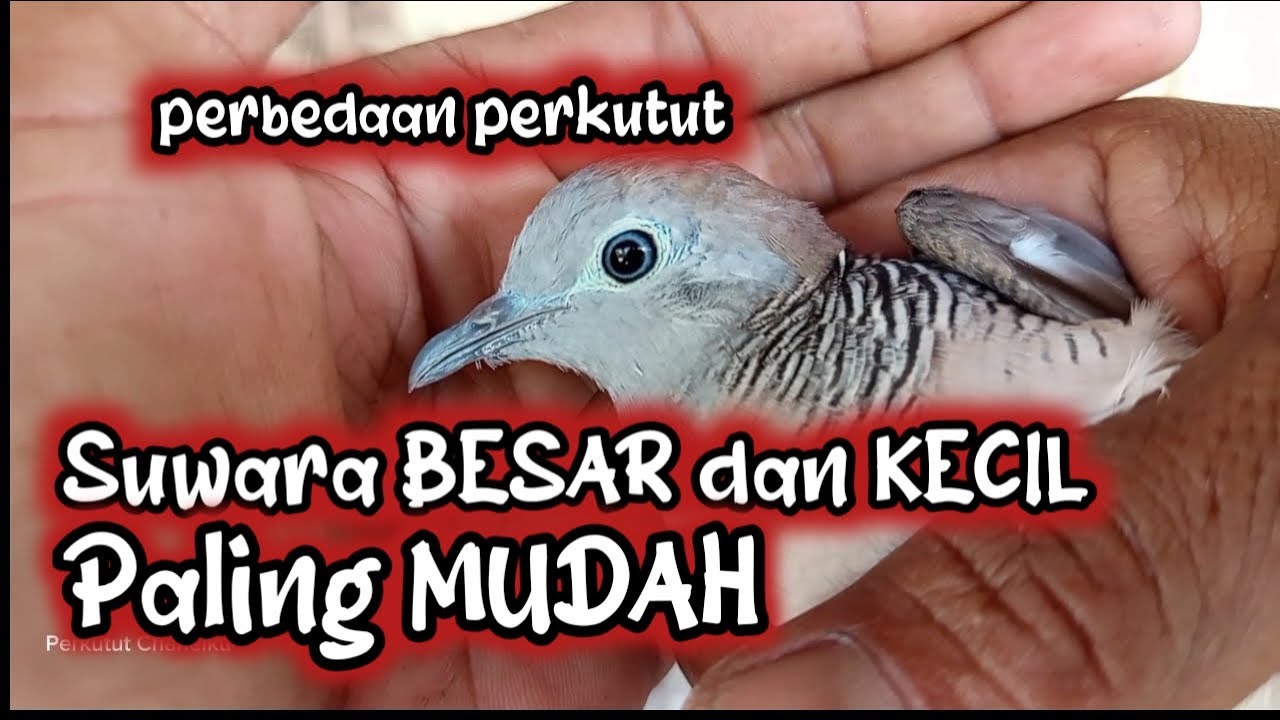 CARA paling MUDAH Bedakan Perkutut SUWARA BESAR dan Perkutut Suwara kecil Berikut contoh nya