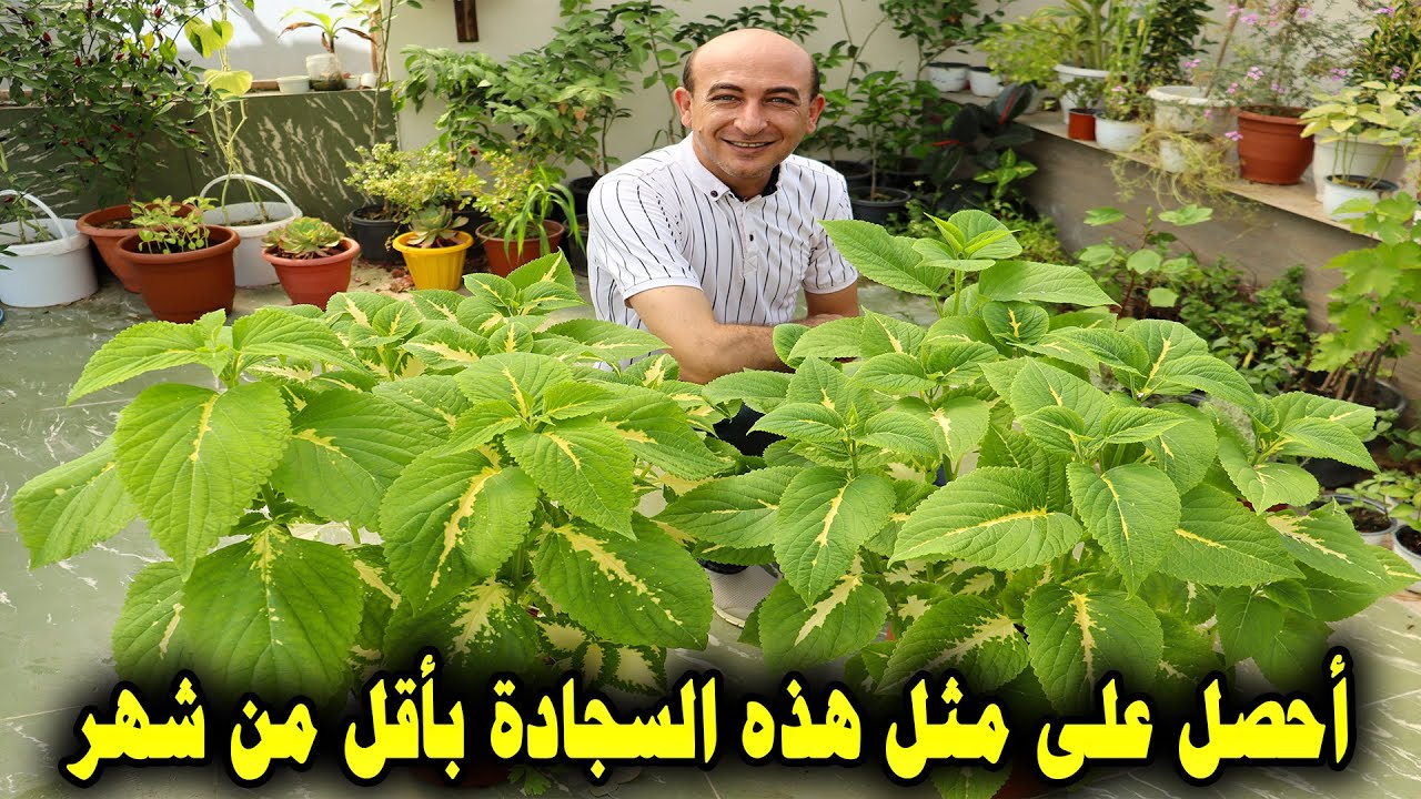 ازرع نبتة السجاد بهذه الطريقة و هي النتيجة بعد شهر